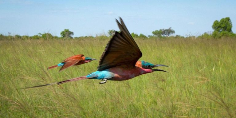 Sortie DVD de Planète animale : une immersion au cœur de la nature