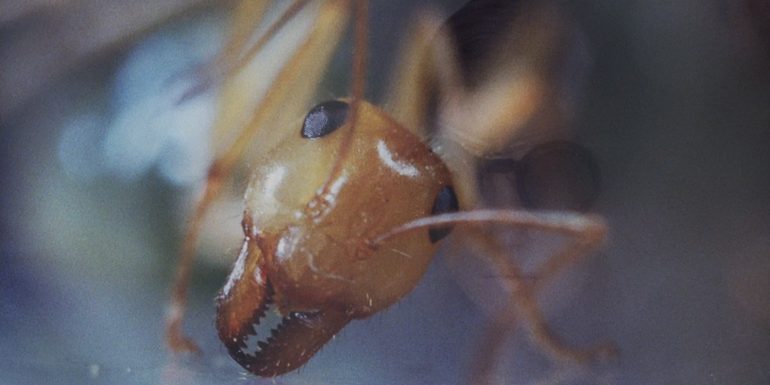 Phase IV : les fourmis de Saul Bass s&rsquo;éveillent en Blu-ray & coffret Ultra Collector