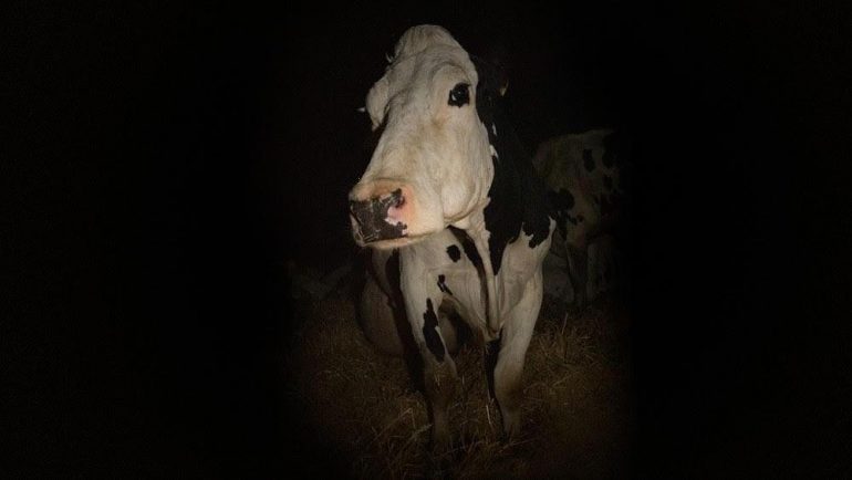 Festival de Cannes 2021 #2 : Cow, Olga, Clara Sola…