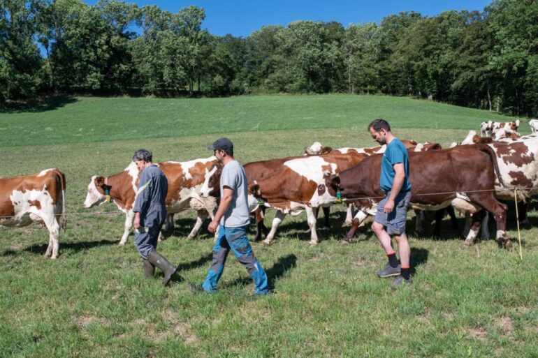 La Ferme des Bertrand de Gilles Perret : une histoire de travail et de transmission