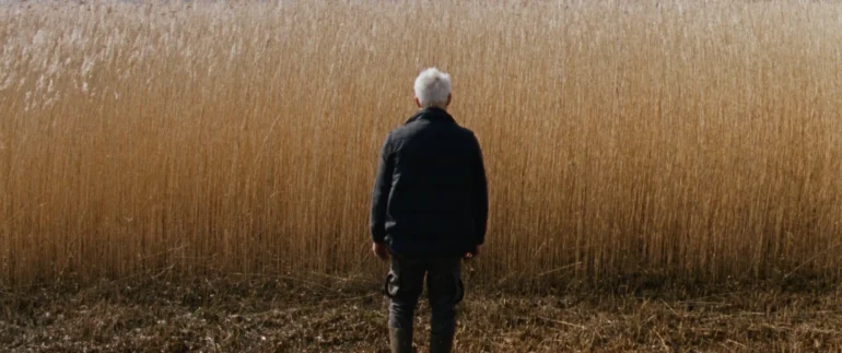 Reedland : le silence des roseaux