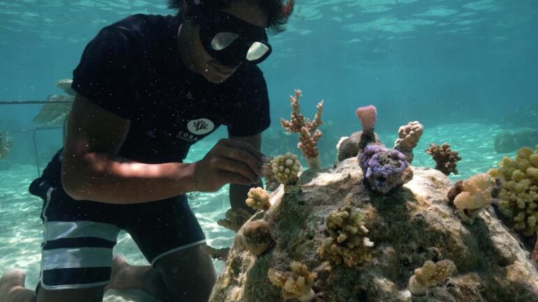 Titouan, les enfants du corail : en eaux troubles