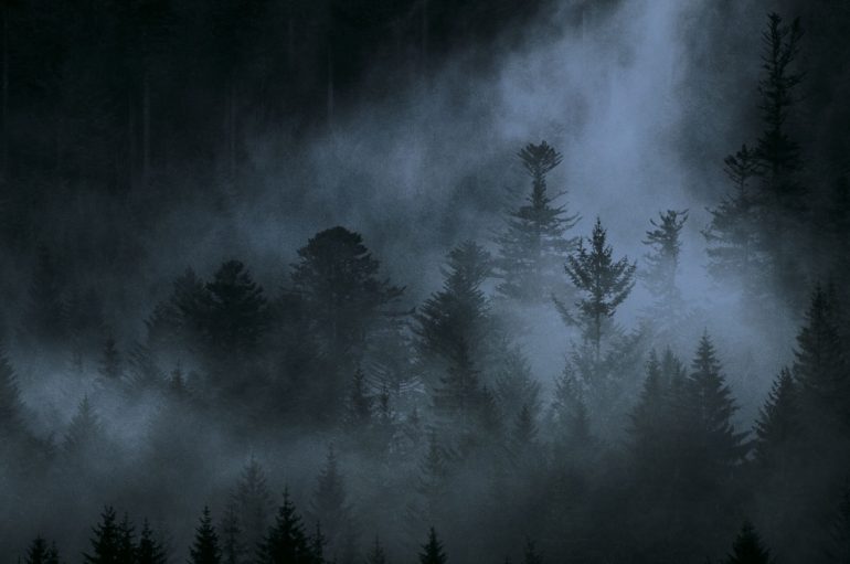 Les Œillades 2025 : Le Chant des forêts de Vincent Munier, trois générations sous les arbres