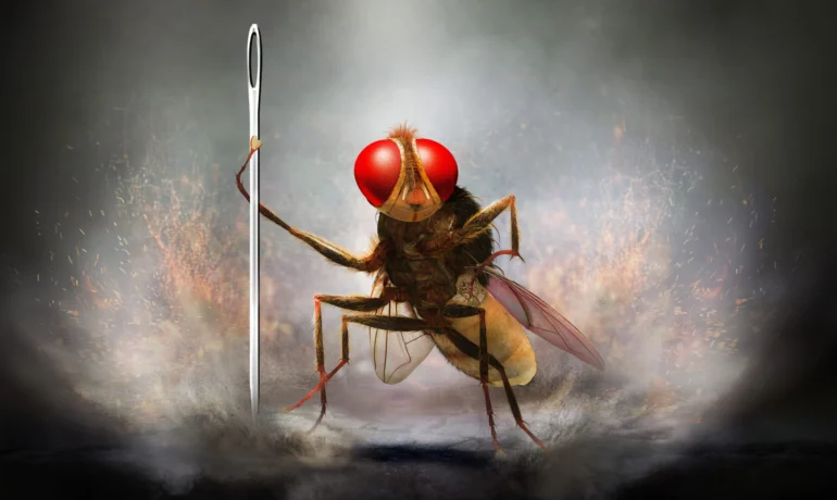 Eega, la mouche vengeresse : l’amour revient toujours